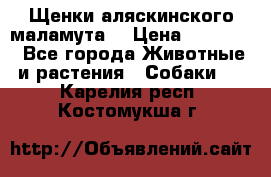 Щенки аляскинского маламута  › Цена ­ 15 000 - Все города Животные и растения » Собаки   . Карелия респ.,Костомукша г.